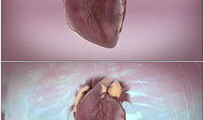 心脏漫画图,人体生命泵的奥秘与功能